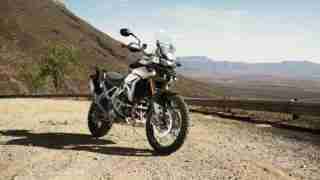 Tiger 900 HD wallpapers